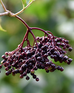 Holunderbeeren